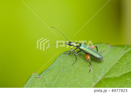 フタイロカミキリモドキ 8977825