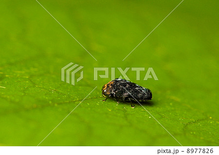 クズノチビタマムシ 8977826