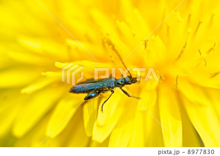 モモブトカミキリモドキ 8977830