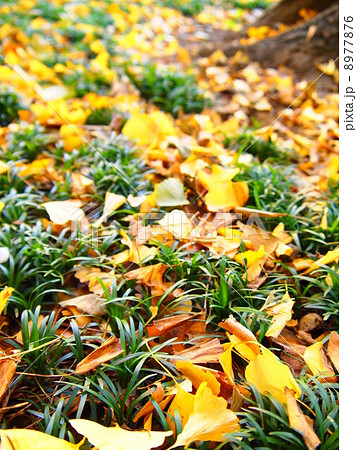 銀杏の絨毯 8977876