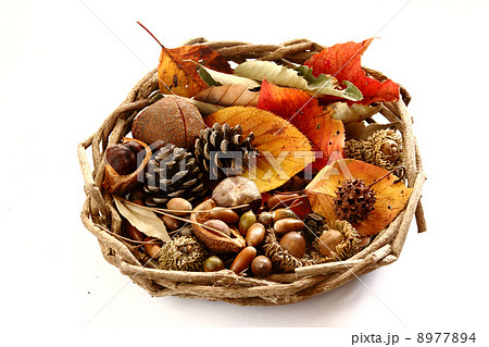 紅葉狩り 8977894