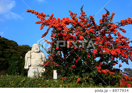 布袋さん 8977934