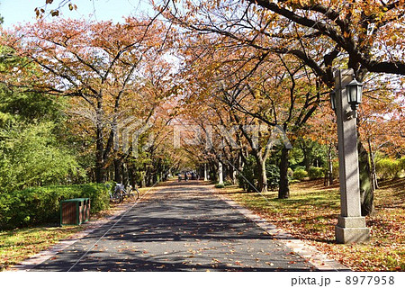 秋色の道 秋色の道 8977958
