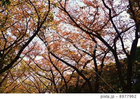 秋色の道 秋色の道 8977962