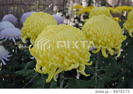 亀戸天神　菊花展 8978275