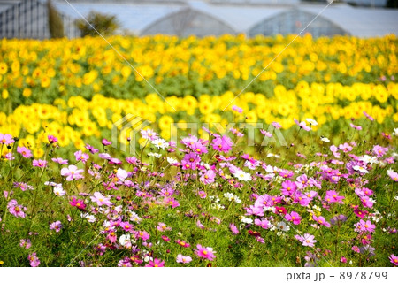 コスモスと向日葵 8978799