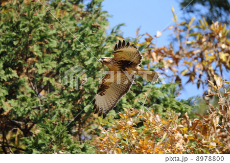 ノスリ ノスリ 8978800