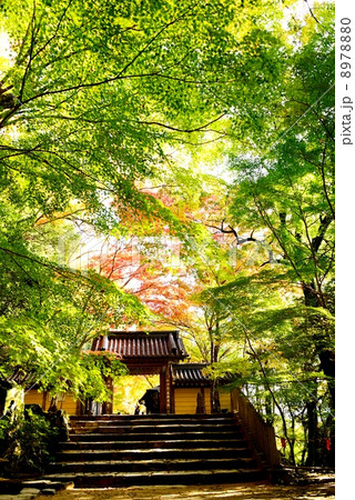 秋の永源寺 秋の永源寺 8978880