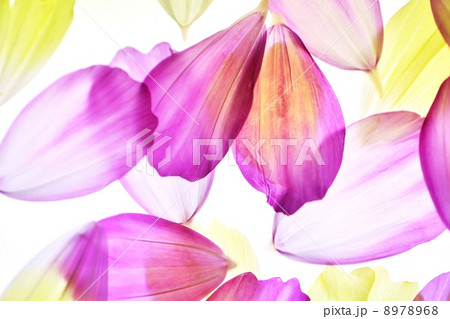 コスモスの花びらの透過光によるマクロレンズ撮影 8978968