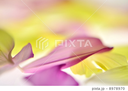 コスモスの花びらの透過光によるマクロレンズ撮影 8978970