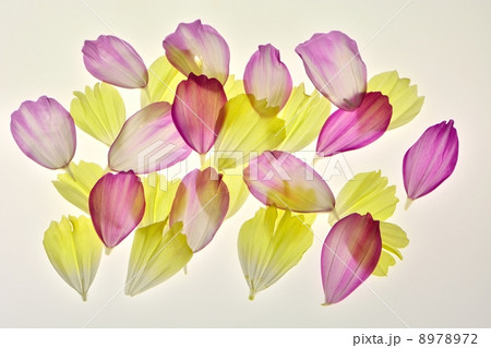 コスモスの花びらの透過光によるマクロレンズ撮影 コスモスの花びらの透過光によるマクロレンズ撮影 8978972