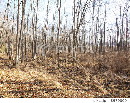 秋の達古武 秋の達古武 8979009