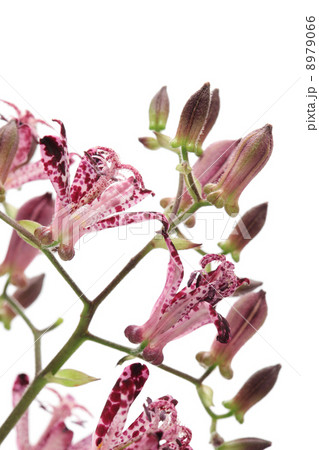 ホトトギスの花 ホトトギスの花 8979066