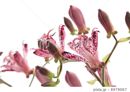 ホトトギスの花 ホトトギスの花 8979067