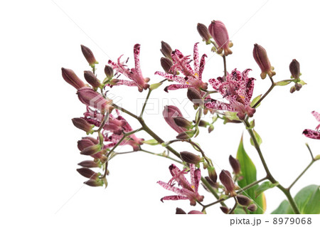 ホトトギスの花 ホトトギスの花 8979068