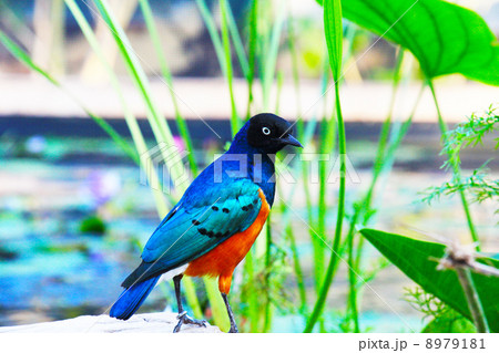 水辺のツキノワテリムク 水辺のツキノワテリムク 8979181