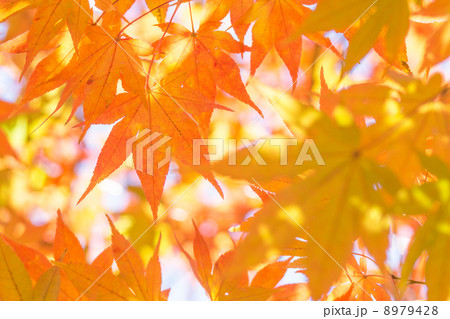 美しき紅葉 美しき紅葉 8979428