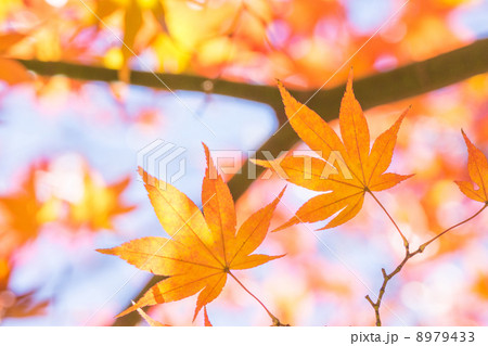 美しき紅葉 8979433