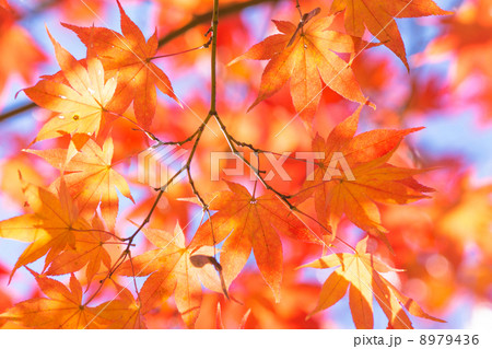 美しき紅葉 8979436