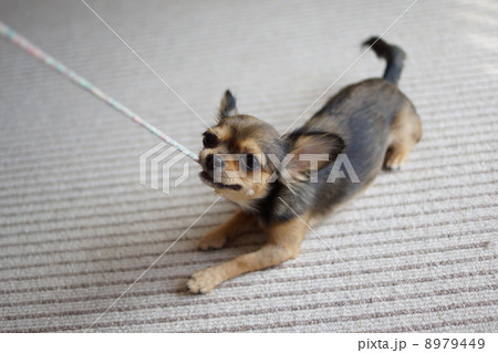 ひっぱりあいこ2 8979449