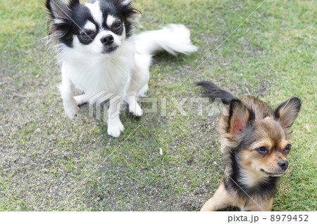 芝生とわんこ 8979452
