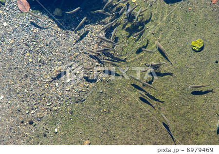 群れるハヤ 8979469