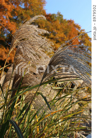 ススキと紅葉 - 武蔵村山市の里山民家にて ススキと紅葉 - 武蔵村山市の里山民家にて 8979502
