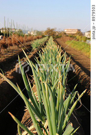 畑のネギ 8979503