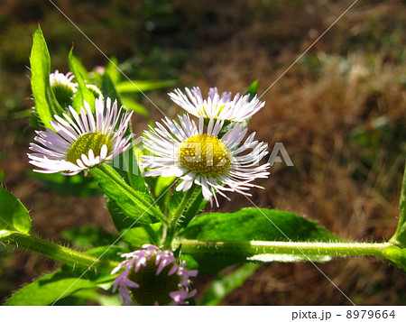 ヒメジオン 8979664
