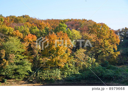 多摩丘陵　里山の秋 8979668