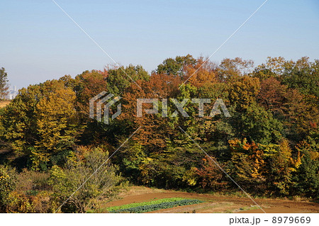 多摩丘陵　里山の秋2 8979669