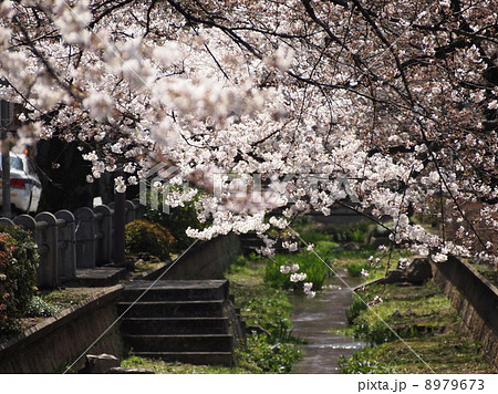 吞川桜2 吞川桜2 8979673