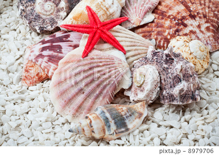 Seashells Seashells 8979706