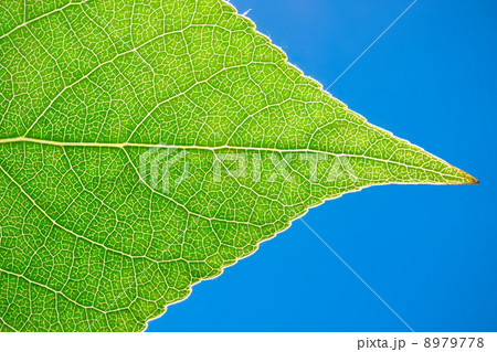 Green leaf 8979778