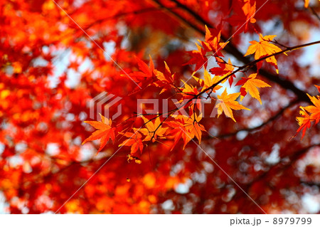 Autumn Color Scheme 8979799