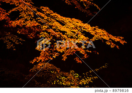 紅葉のライトアップ 8979816