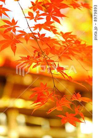 Time of Gentle,Autumn Color Scheme　 8979893