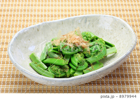 コゴミ コゴミ 8979944