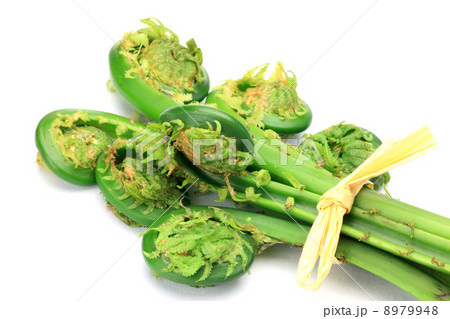 コゴミ コゴミ 8979948