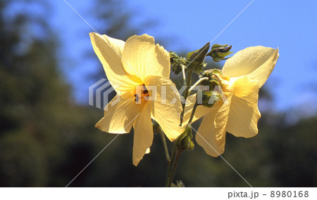 トロロアオイの花 8980168