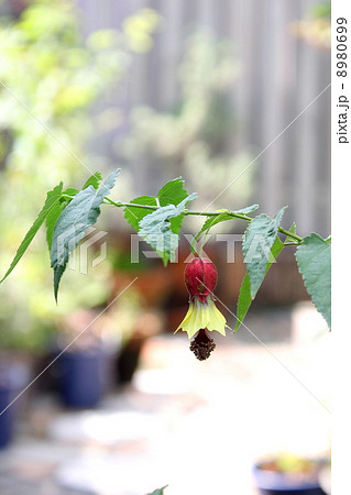 チロリアンランプ チロリアンランプ 8980699