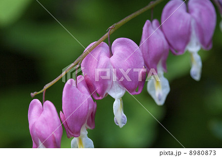 ケマンソウ（別名：たいつり草） 8980873