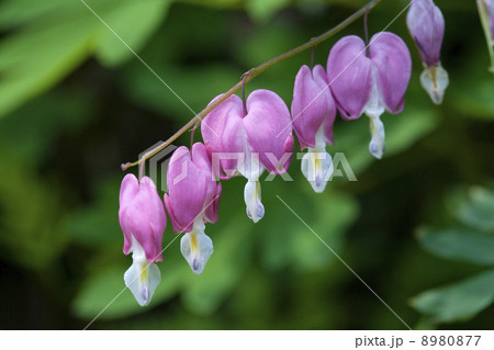 ケマンソウ（別名：たいつり草） 8980877