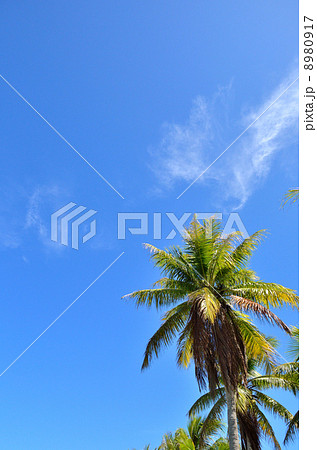 ヤシの木　青空 8980917