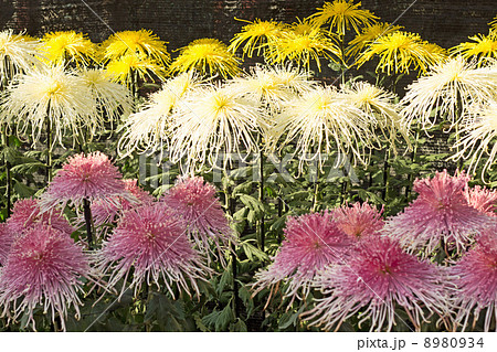 菊　中段の白い花にフォーカス 8980934