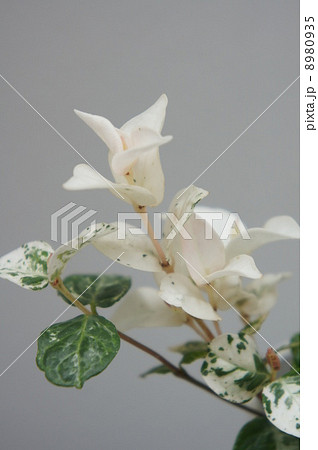 ゴシキカズラ 8980935