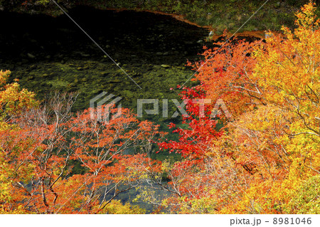栃木県　秋の塩原渓谷 8981046