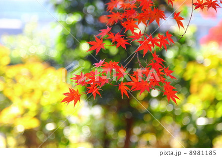 Autumn Color Scheme　 8981185