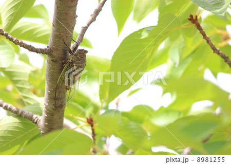 クマゼミ 8981255