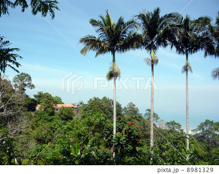 マレーシアのジャングル 8981329